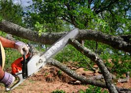 Trusted Palmerton, PA Tree Removal Experts