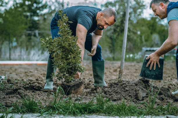 Best Stump Grinding and Removal  in Lmerton, PA